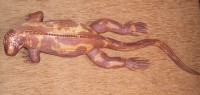 iguana