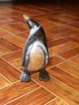 Pinguino de galapagos